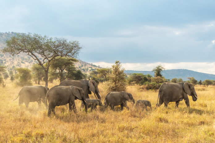 Elefantenfamilie Elefantenfamilie mitten in der Serengeti in Tansania