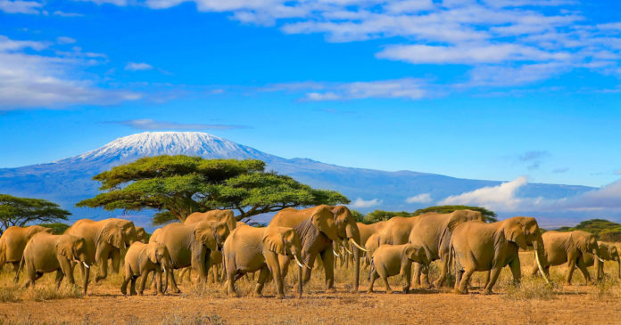 Amboseli Nationalpark Elefantenherde im Amboseli Nationalpark mit dem Kilimanjaro im Hintergrund