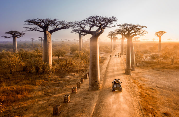 Baobaballee Madagaskar Die Baobaballee in Madagaskar bei Sonnenuntergang