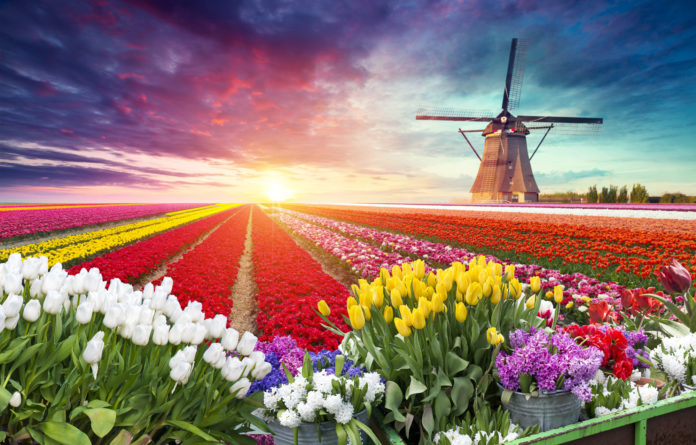 Bunte Tulpenfelder in Holland mit Windmühle