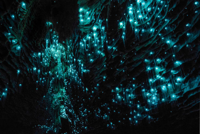Die Waitomo Höhle mit den Glühwürmchen
