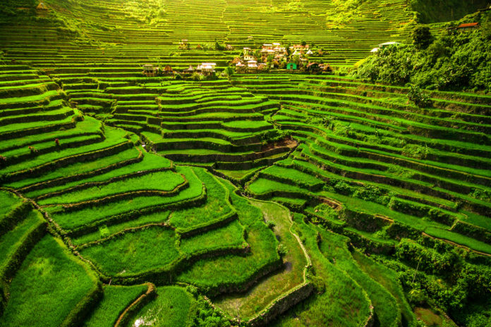 Die grünen Reisterrassen von Ifugao