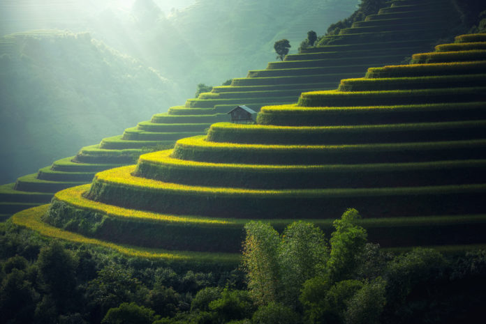 Reisplantage Thailand Reisplantage in Nordthailand